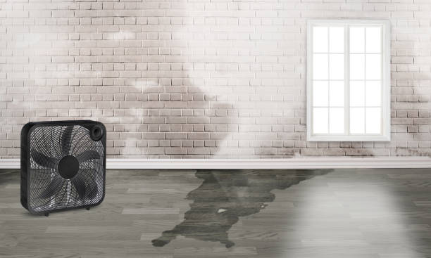 Best Mold removal after water damage  in Gramercy, LA